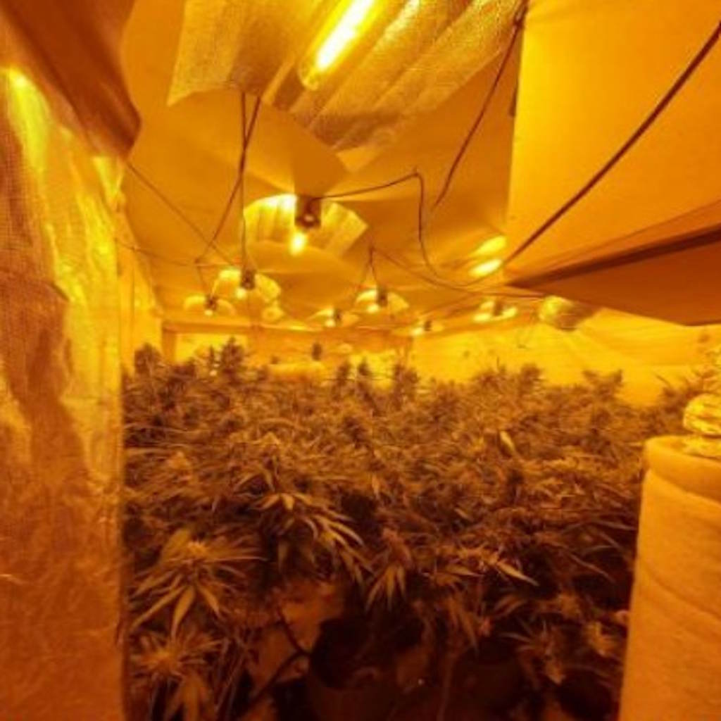Cannabis Grow 3