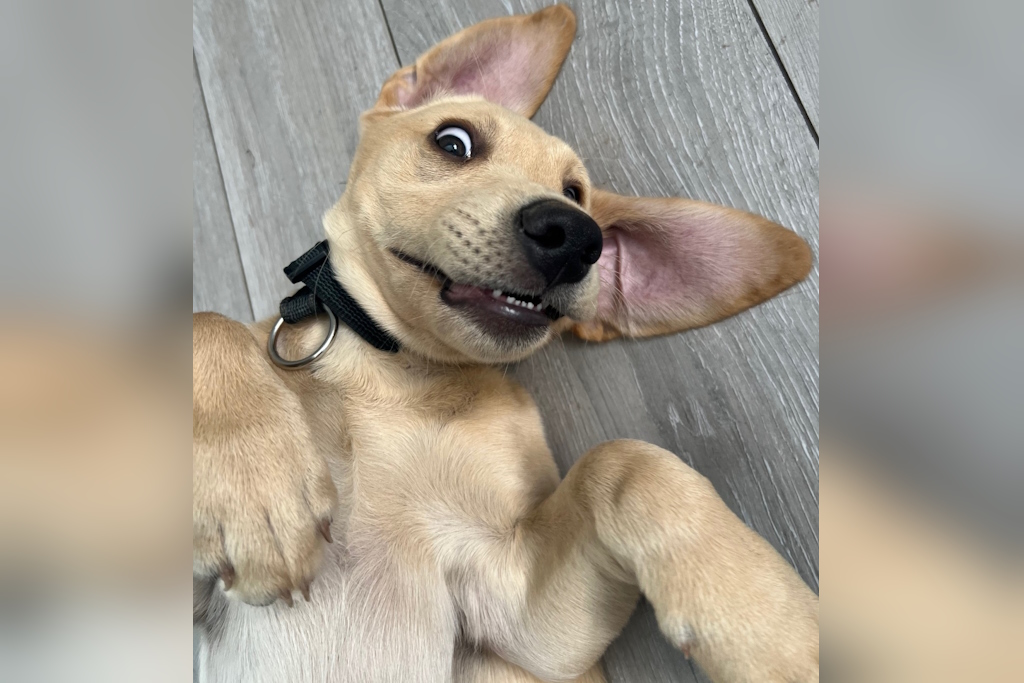 An adorable Labrador puppy rolls on its back and stares at the camera
