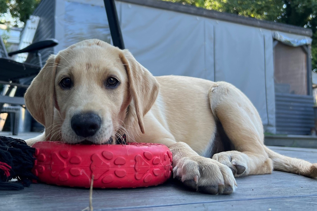 An adorable Labrador puppy looks soulfully at the camera, head resting on a large red rubber chew toy