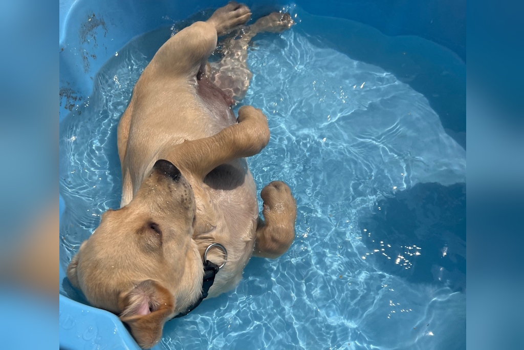 An adorable Labrador puppy rolls in a small blue paddling pool full of crystal-clear water