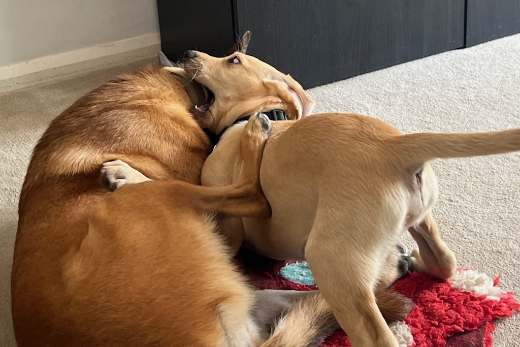 An adorable Labrador puppy play fighting with an older dog