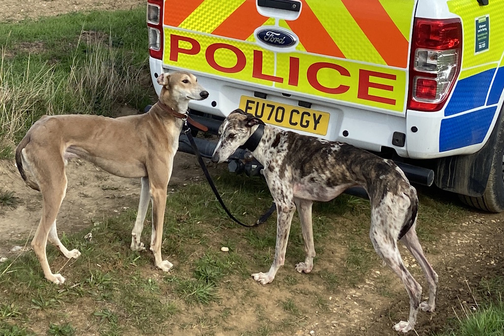 Two sight hounds on leads stand at the back of a marked Essex Police vehicle parked on a grassy track