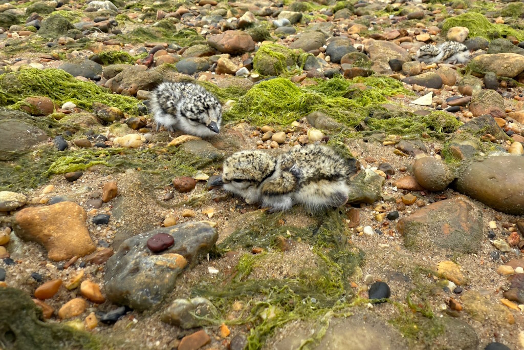 Fluffy ringed plover chicks crouching amongst damp shingle and seaweed on a beach