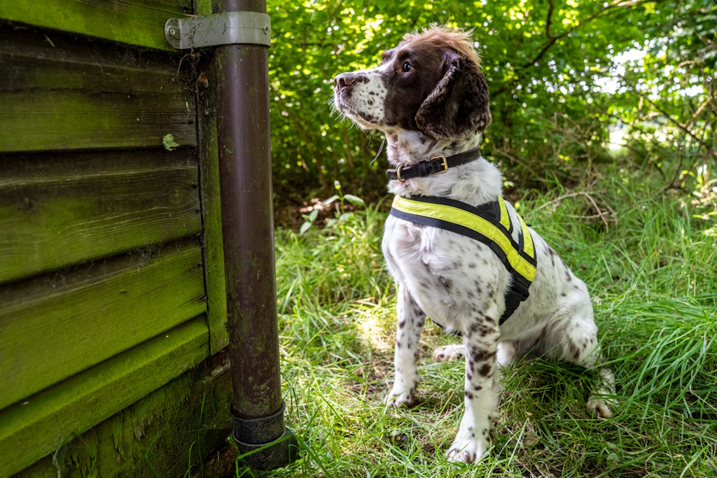 An Essex Police police dog, a springer spaniel, sitting on grass with bushes in the background