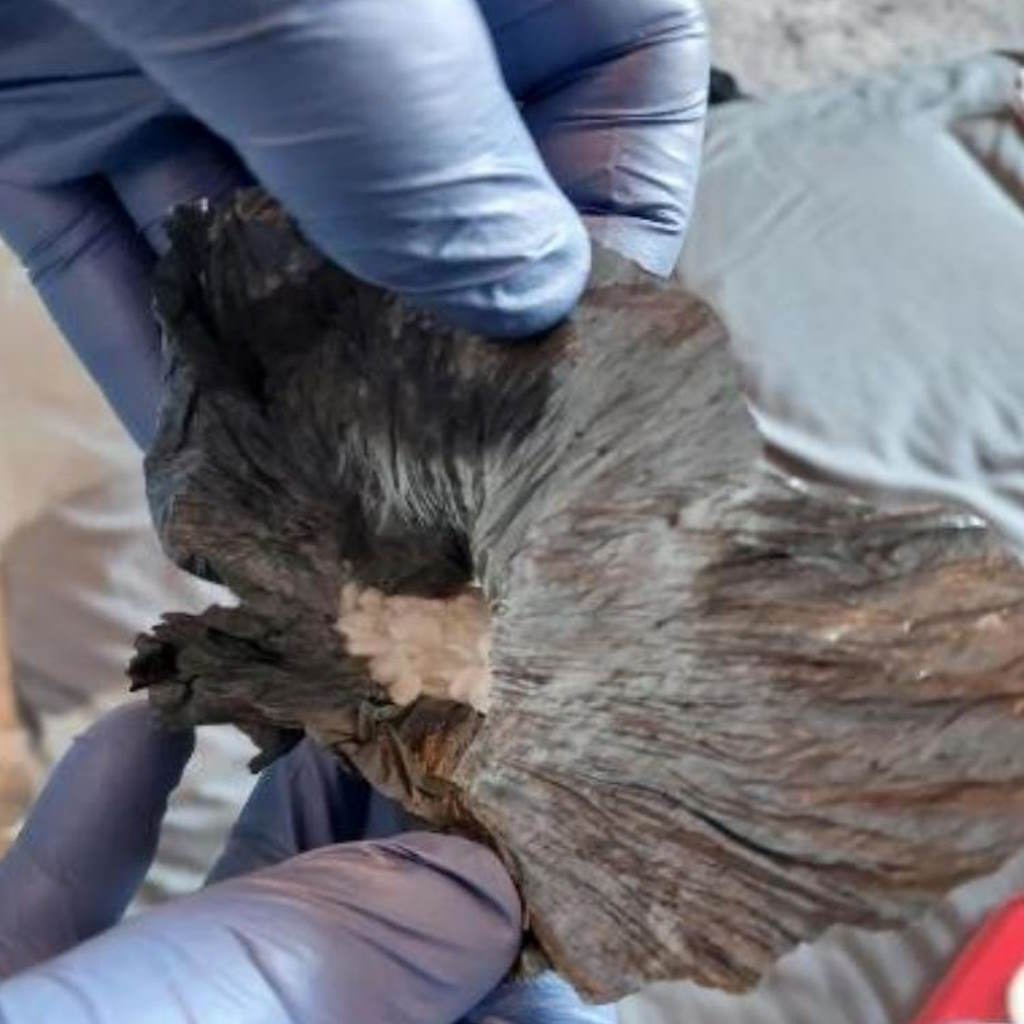 Gloved hands hold open a black bag containing a white powder