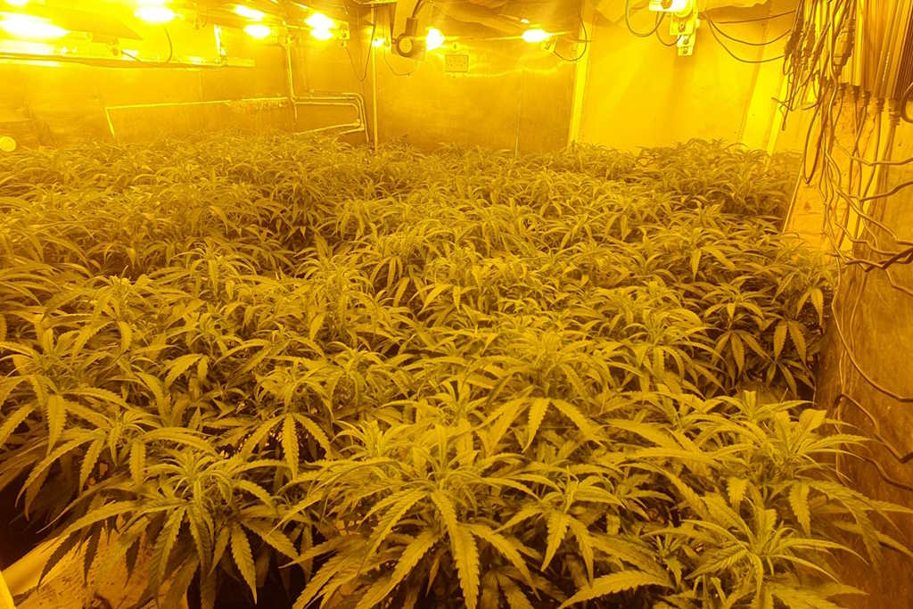 Celami cannabis grow