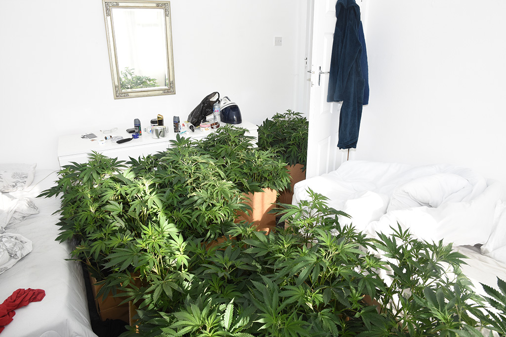 Aragon Close Cannabis Cultavation