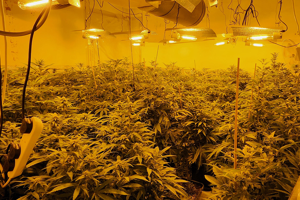 Hamlet Court Road cannabis grow