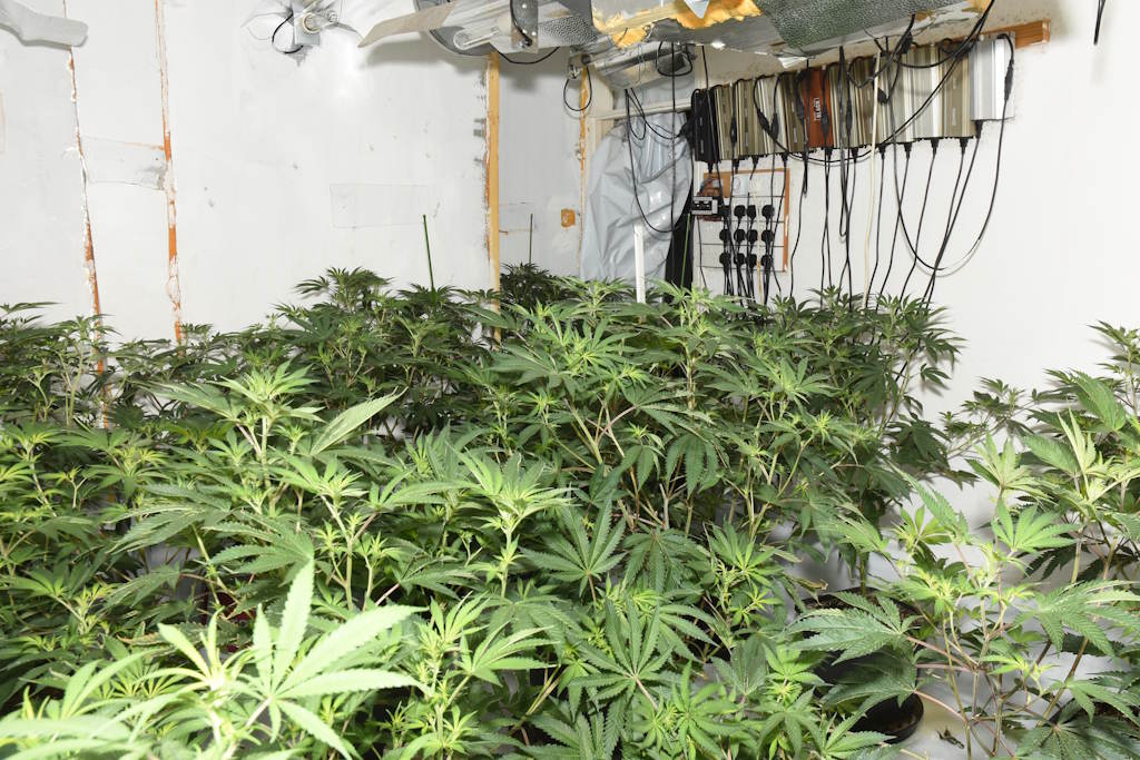 A large number of green cannabis plants with electrical wiring
