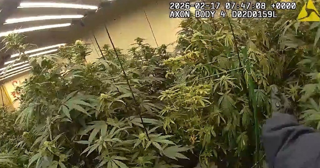 Text Rotation Ppt Southend: Cannabis grow uncovered on Hamlet Court Road | Essex Police
