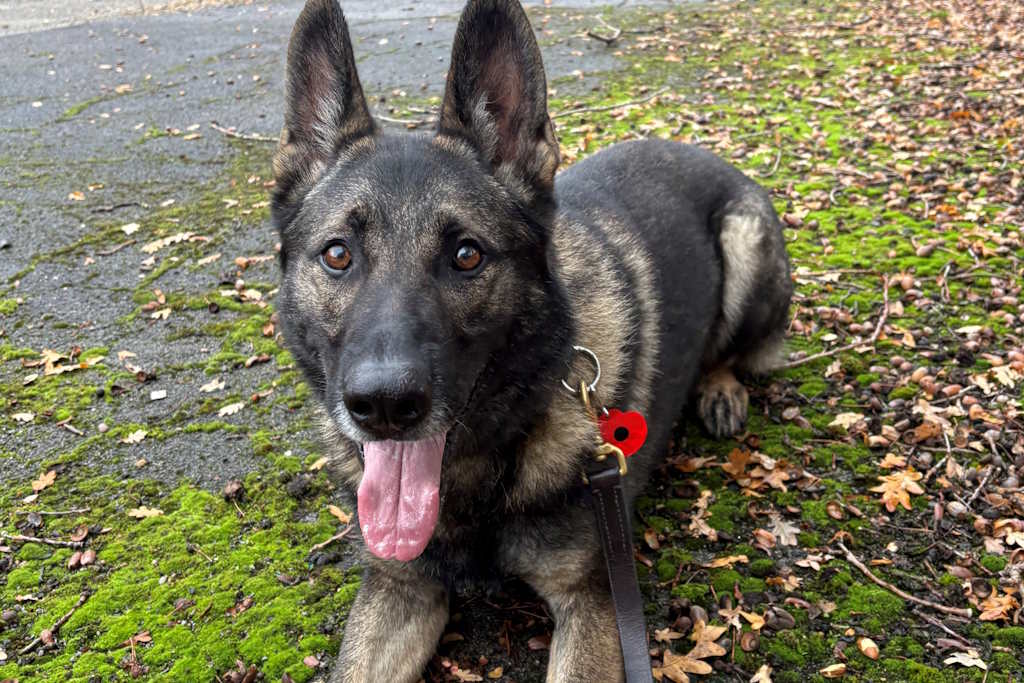 PD Khan