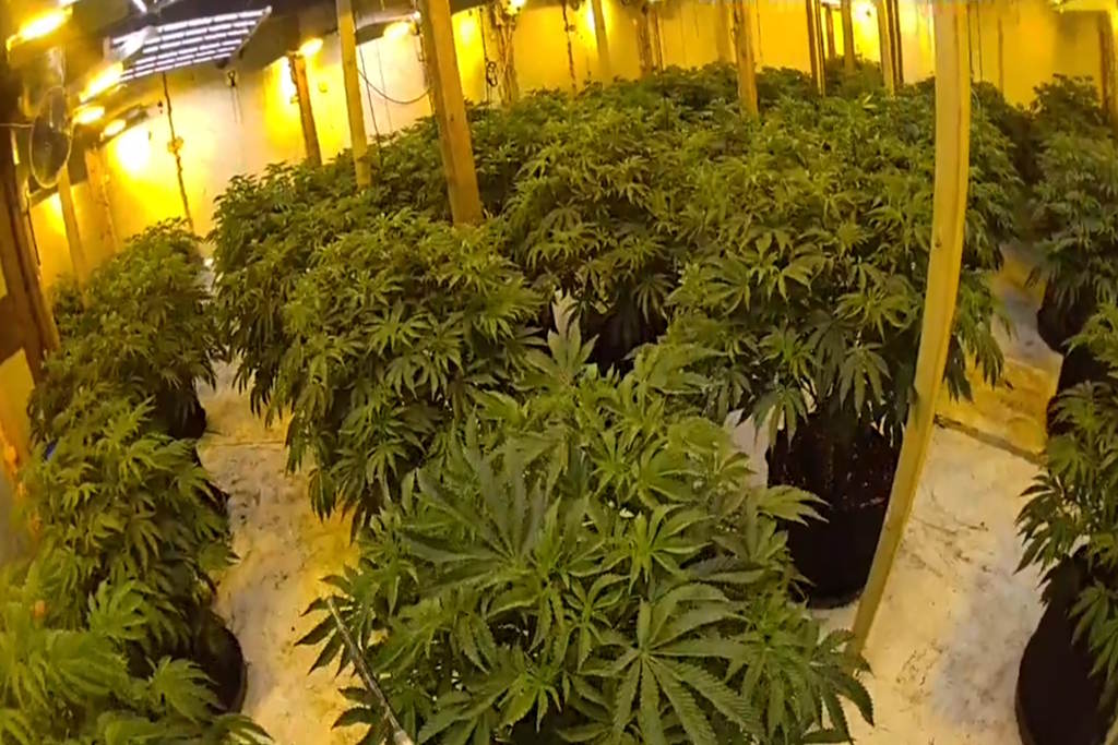 Numerous cannabis plants in a well-lit room with assorted electrical equipment