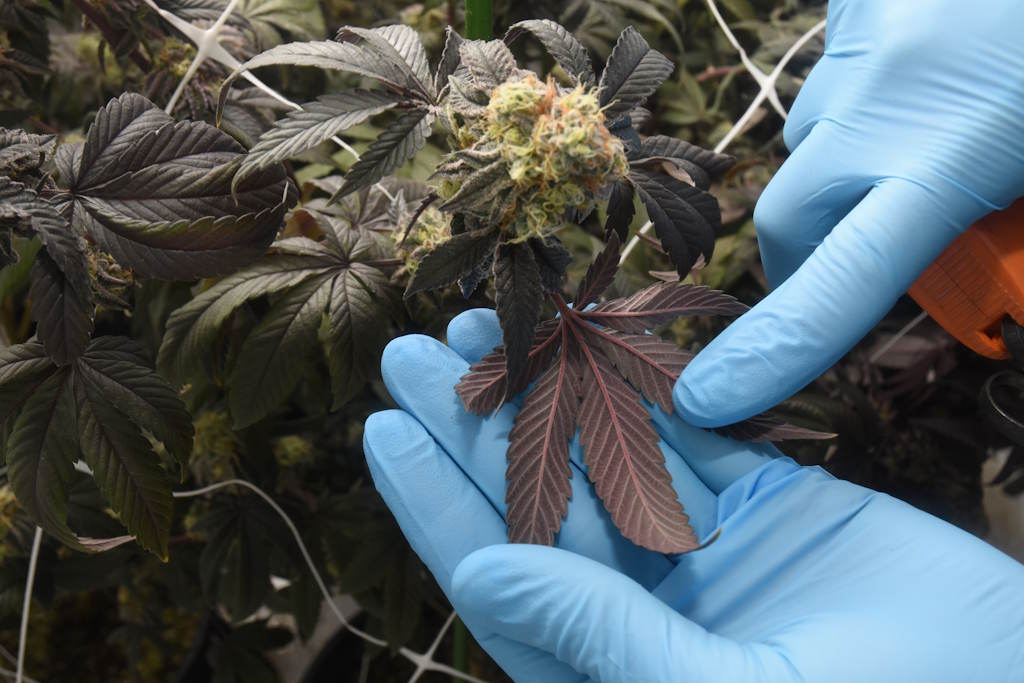 Harwich cannabis grow 2