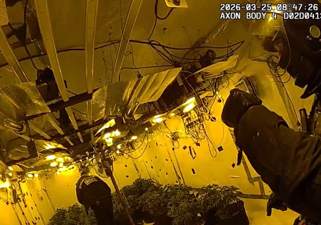 Cannabis plants