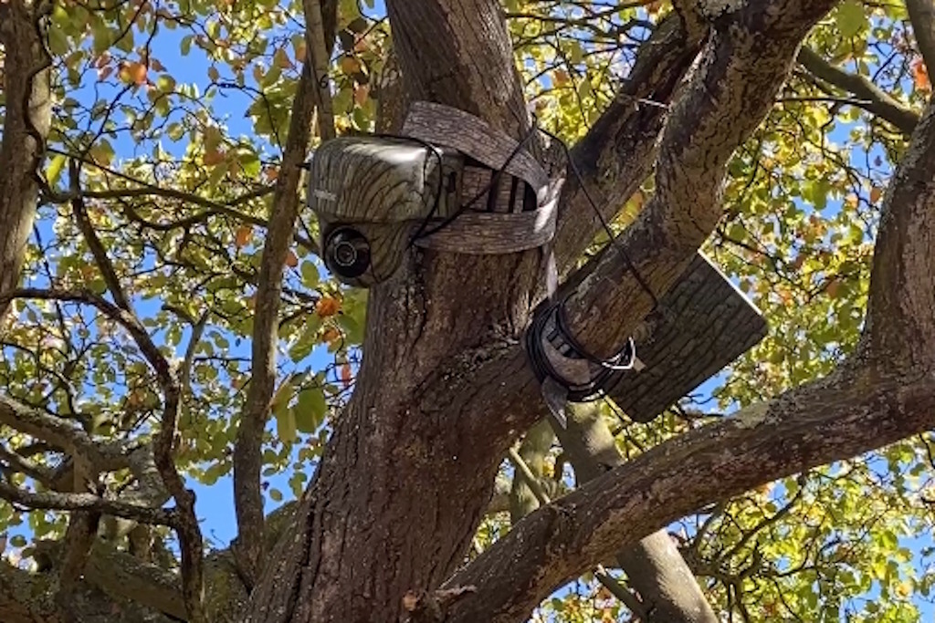 A trail camera fitted to a tree branch, next to its solar panel. The sun is shining through the tree's leaves