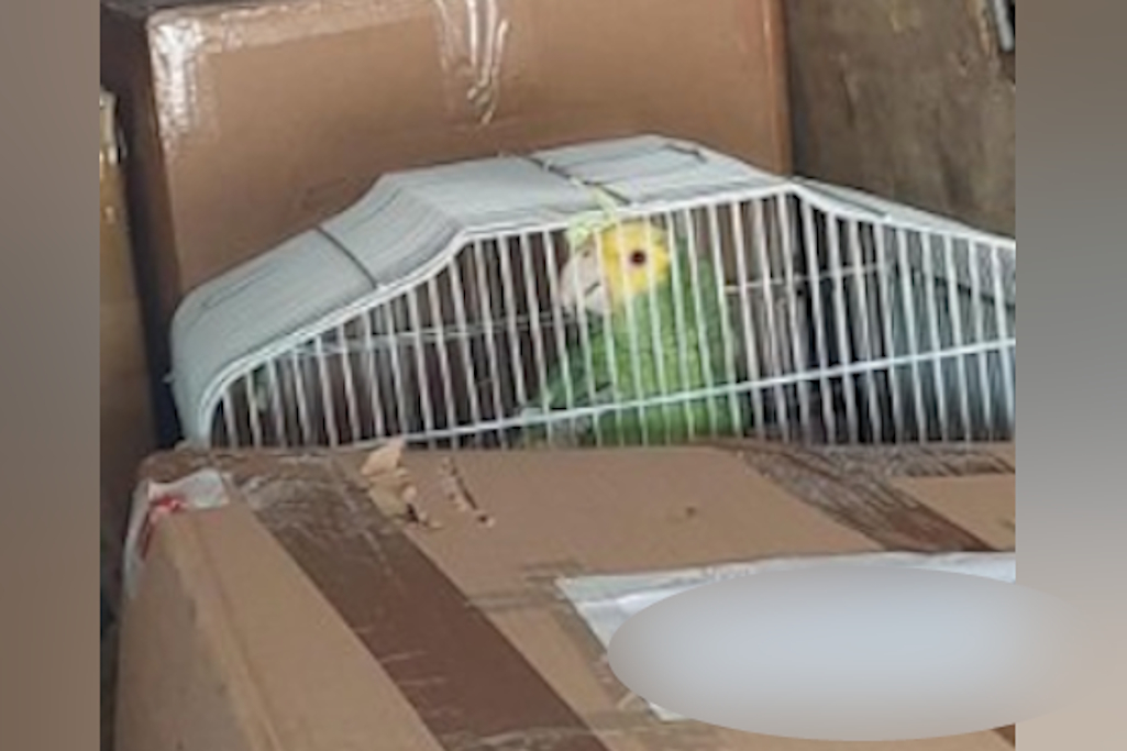 Parrot in cage found in rear of van