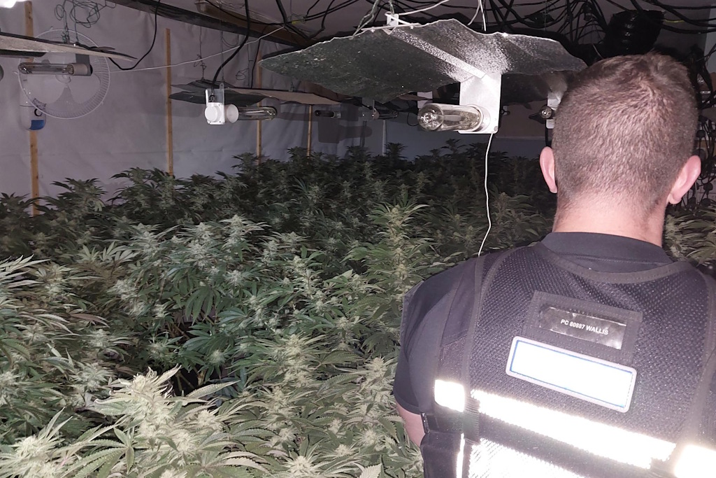 New England: Sharp-eyed neighbourhood officers seize 420 cannabis ...