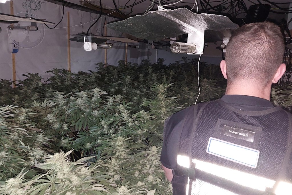 New England: Sharp-eyed neighbourhood officers seize 420 cannabis ...