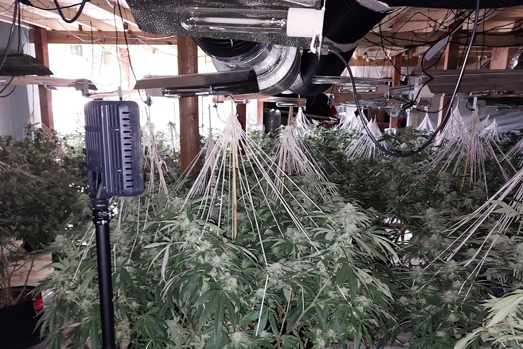 New England: Sharp-eyed neighbourhood officers seize 420 cannabis ...