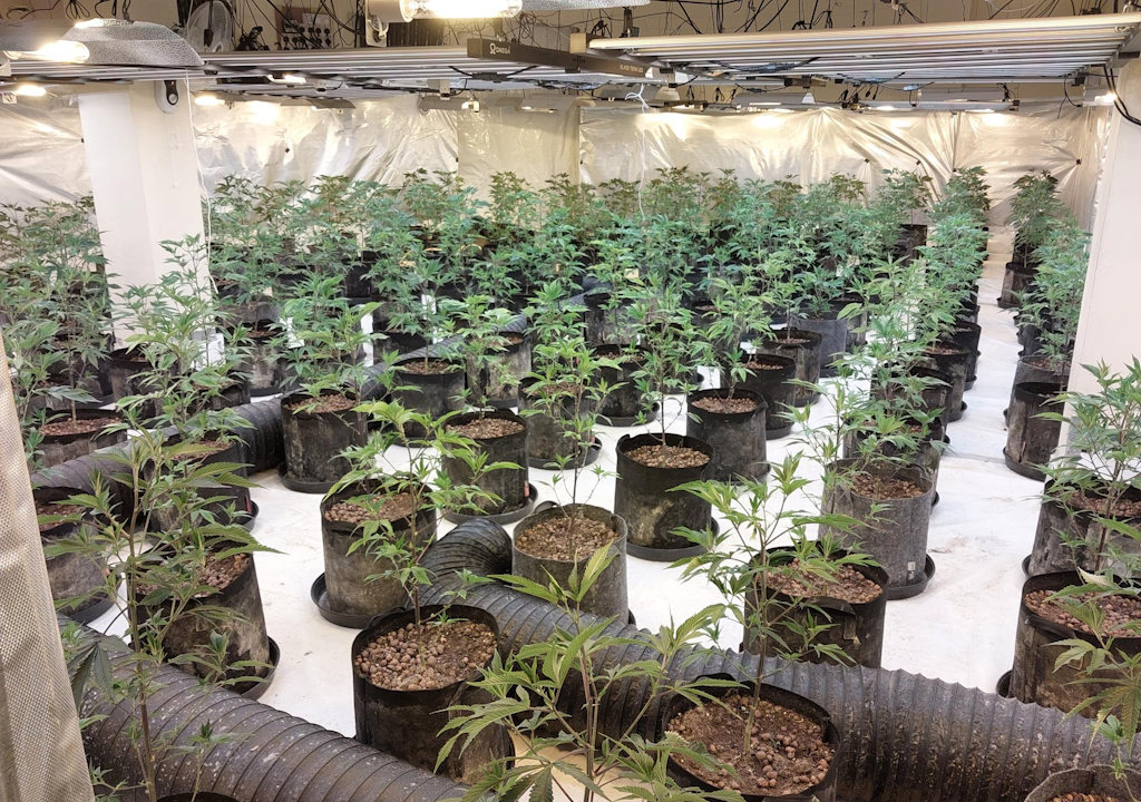 A room full of cannabis plants.