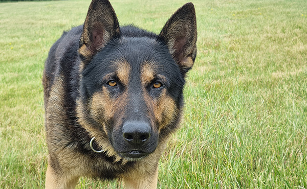 PD Kaiser