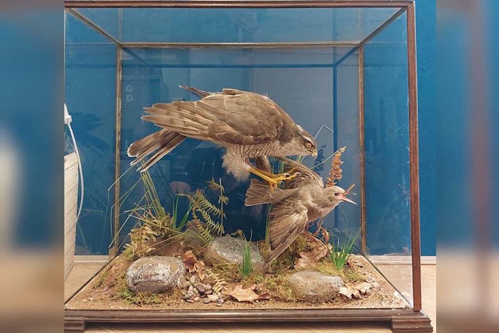 A taxidermied goshawk and thrush in a glass case